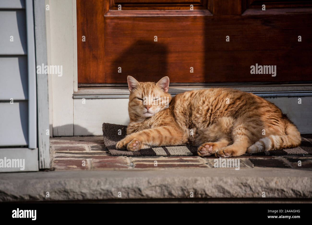 Sleepy ginger tabby cat resting on a front door welcome mat, Cranbury, New Jersey, USA, sleeping funny animals isolated cats lazy America Stock Photo