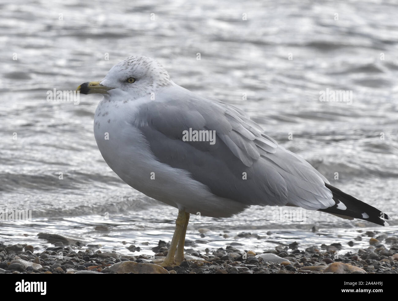 A non-breeding adult ring-billed gull (Larus delawarensis) stands on the edge of Johnson Lake. Banff National Park, Banff, Alberta Canada. Stock Photo