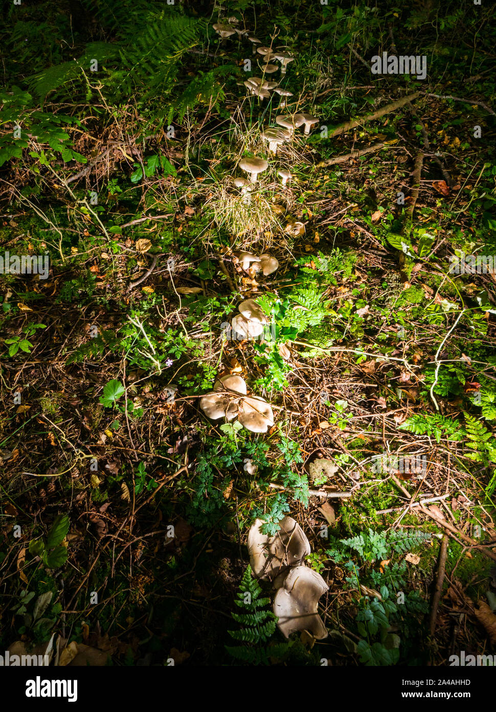 Trail of clouded agaric, Clitocybe nebularis, or clouded funnel fungus in forest floor in woodland, Scotland, UK Stock Photo