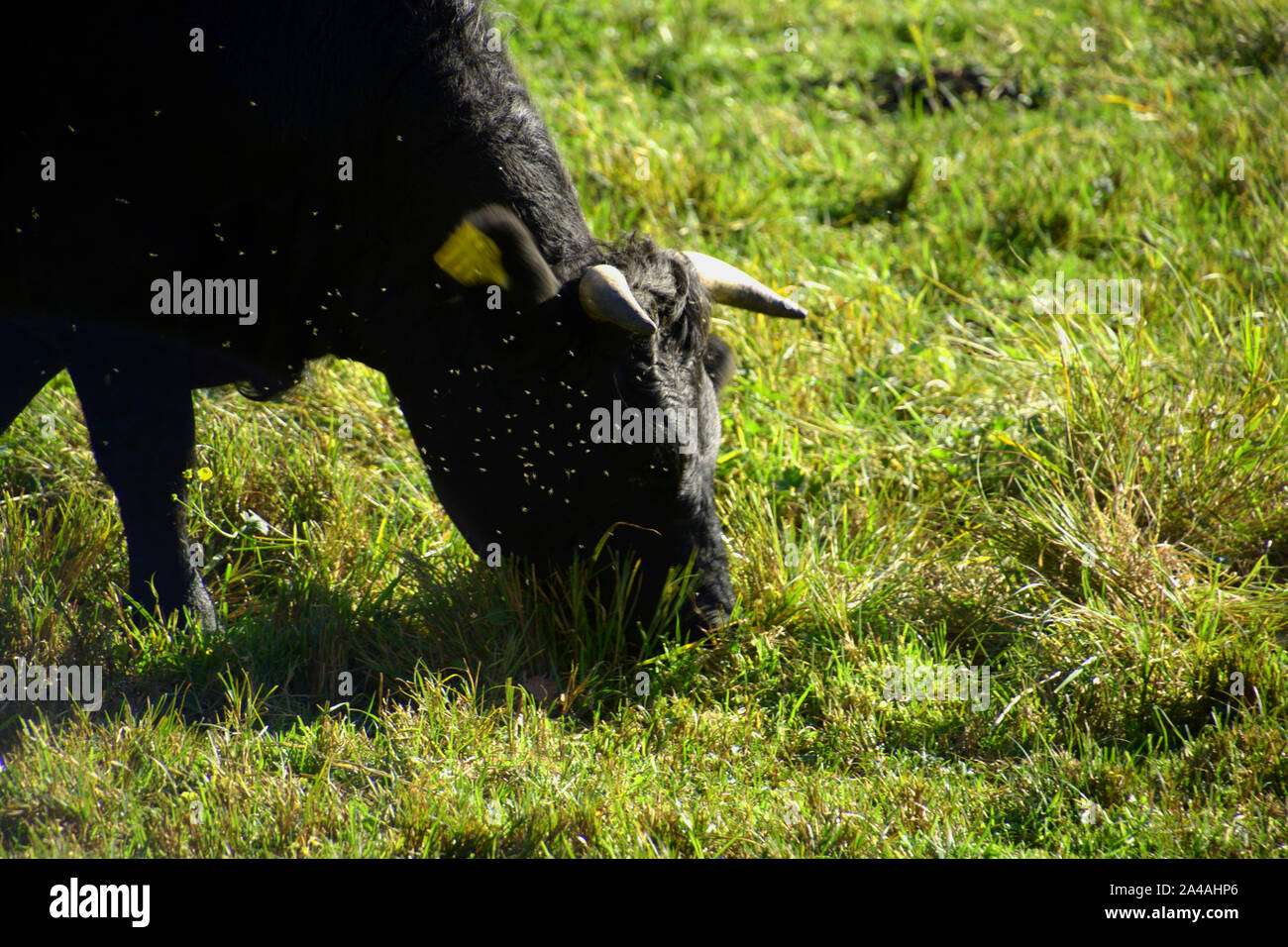 dexter cattle cow in autumn sun with insects, black dexter cattle cowl ...