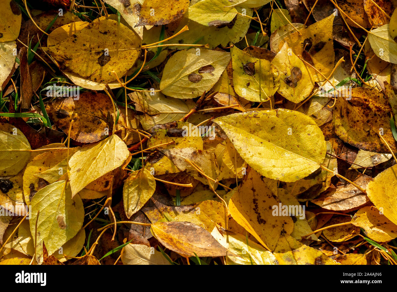 Texture Of Fallen Leaves Of Different Tree Species On The Ground Stock Photo Alamy Texture Of Fallen Leaves Of Different Tree Species On The Ground Stock Photo Alamy