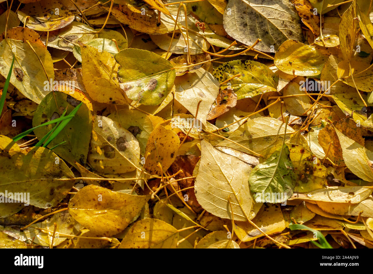 Texture Of Fallen Leaves Of Different Tree Species On The Ground Stock Photo Alamy Texture Of Fallen Leaves Of Different Tree Species On The Ground Stock Photo Alamy