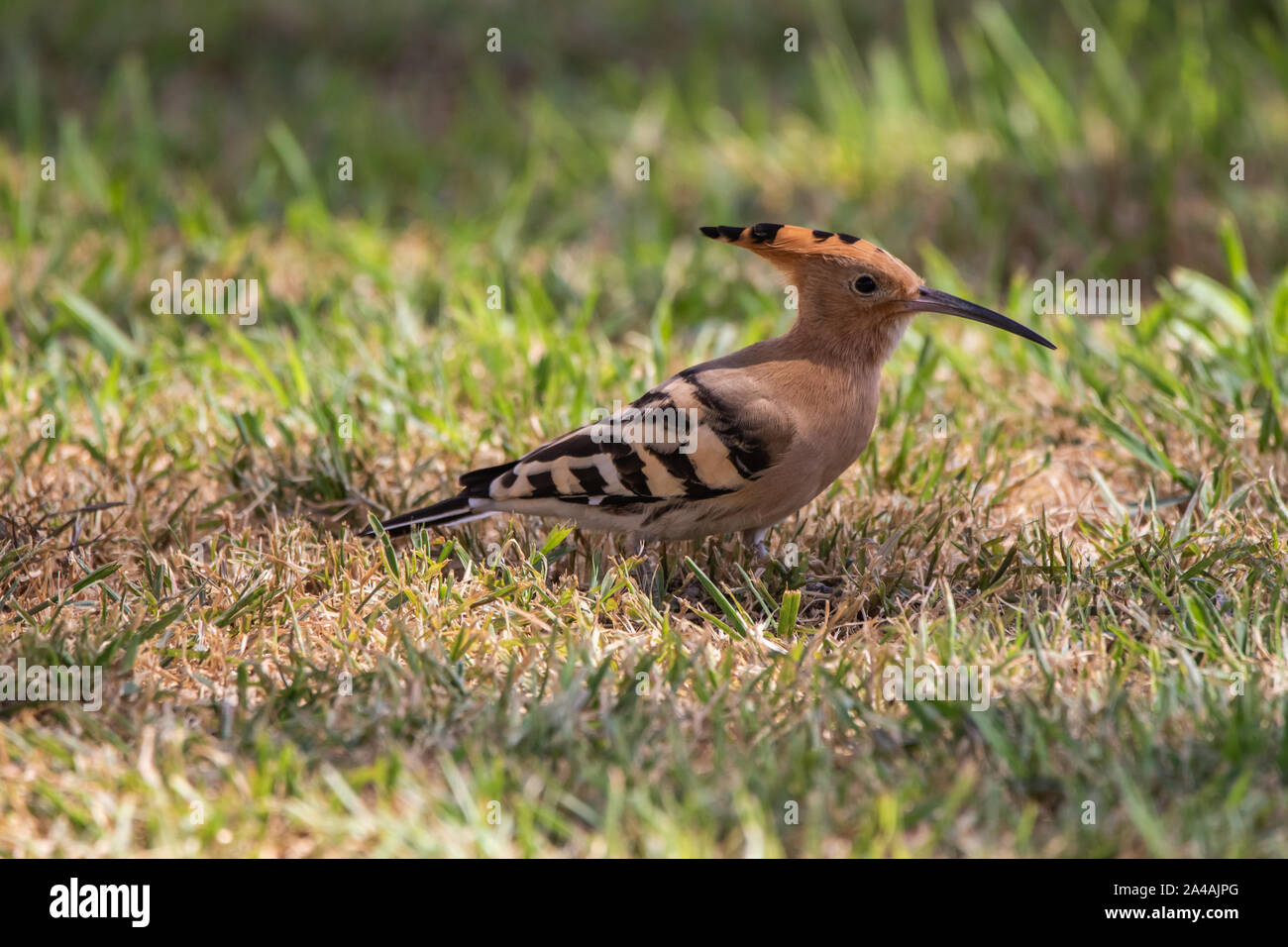 Hoopoe Bird High Resolution Stock Photography and Images Alamy