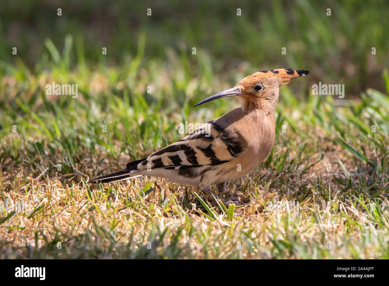Hoopoe Bird High Resolution Stock Photography and Images Alamy