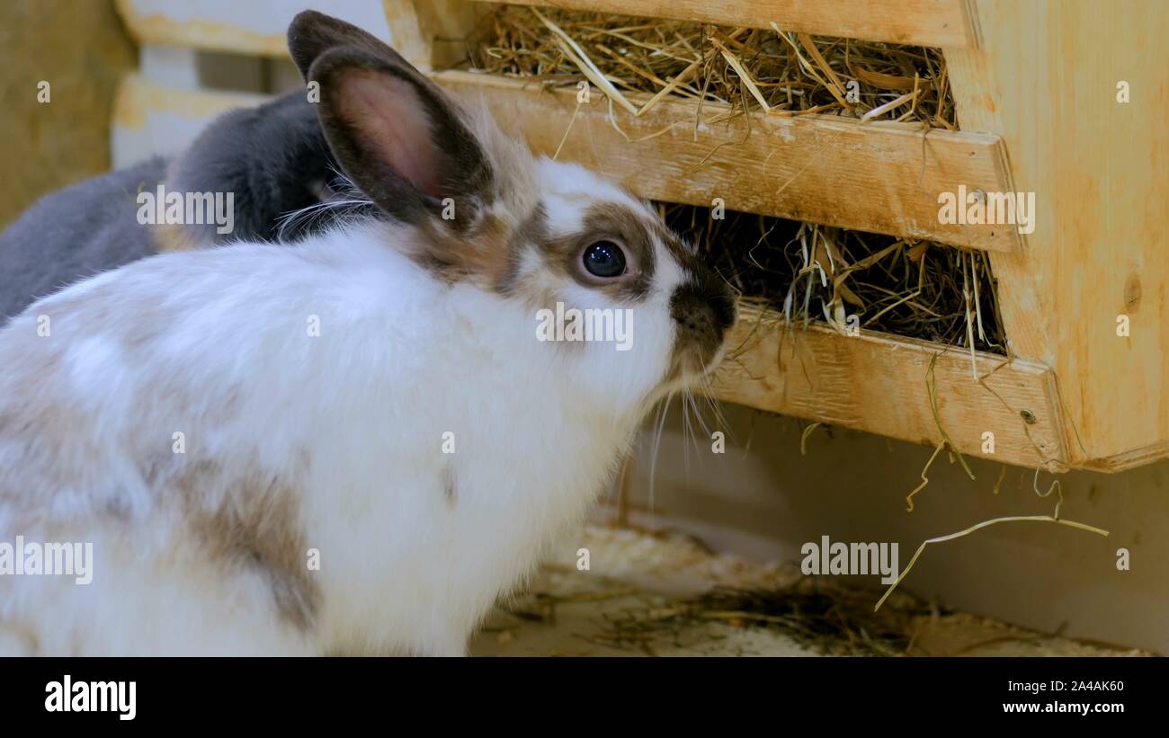 Rabbits eat hay in farm Stock Photo Alamy