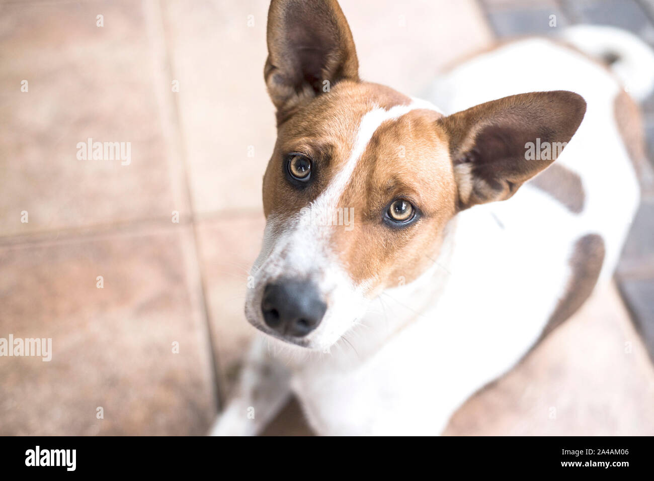 Rescue dog lying down looking up at the camera Stock Photo