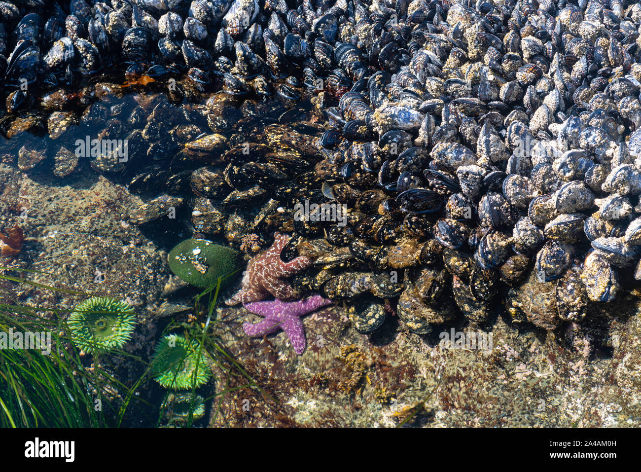 tidal pools olympic national park tidal pools olympic national park
