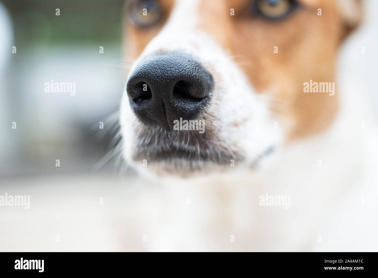 Close up of dog's nose Stock Photo
