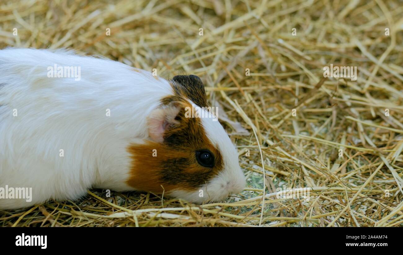 Guinea pig eating hay in zoo Stock Photo Alamy
