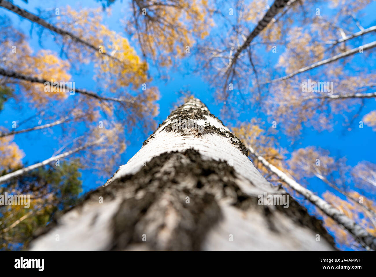 Yellow crown of birch in the fall against the blue sky. Birch trunk ...