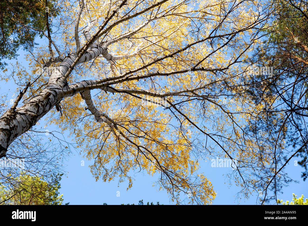 Yellow crown of birch in the fall against the blue sky. Birch trunk ...