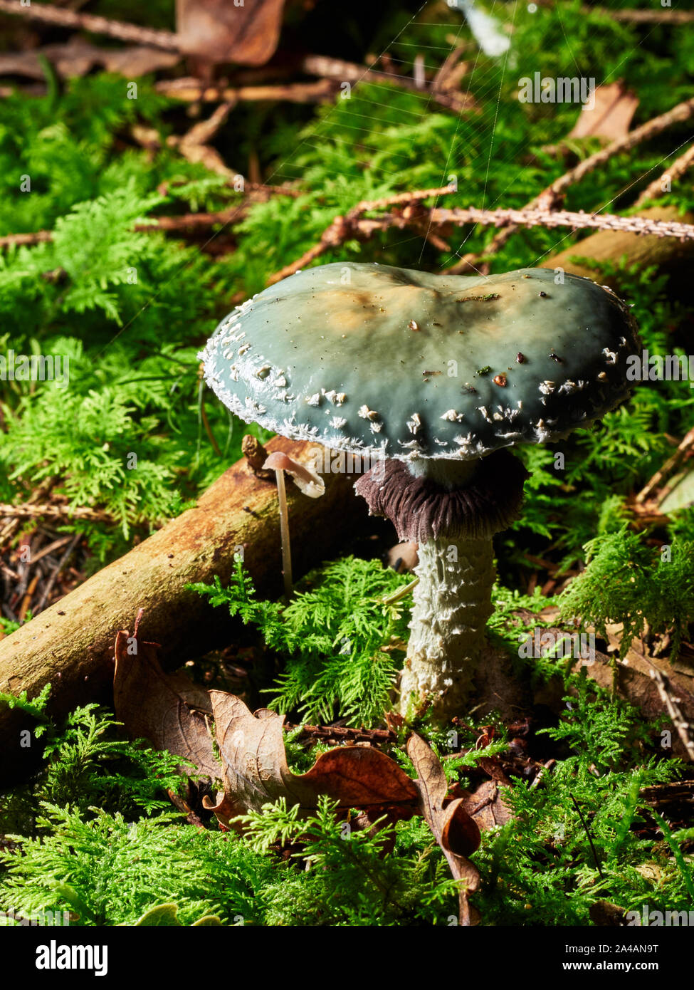 Closeup mushrooms in germany Stock Photo