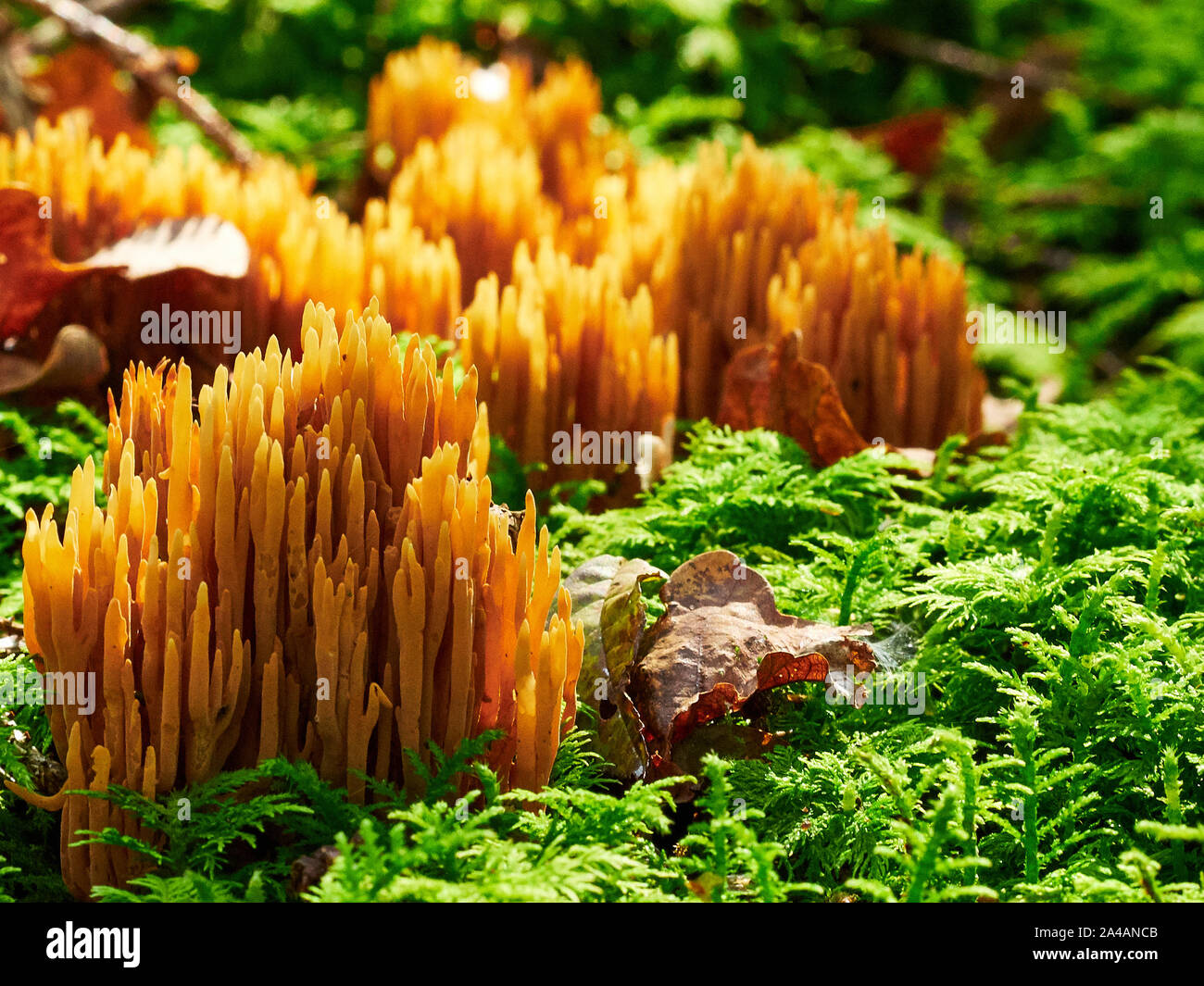 Closeup mushrooms in germany Stock Photo