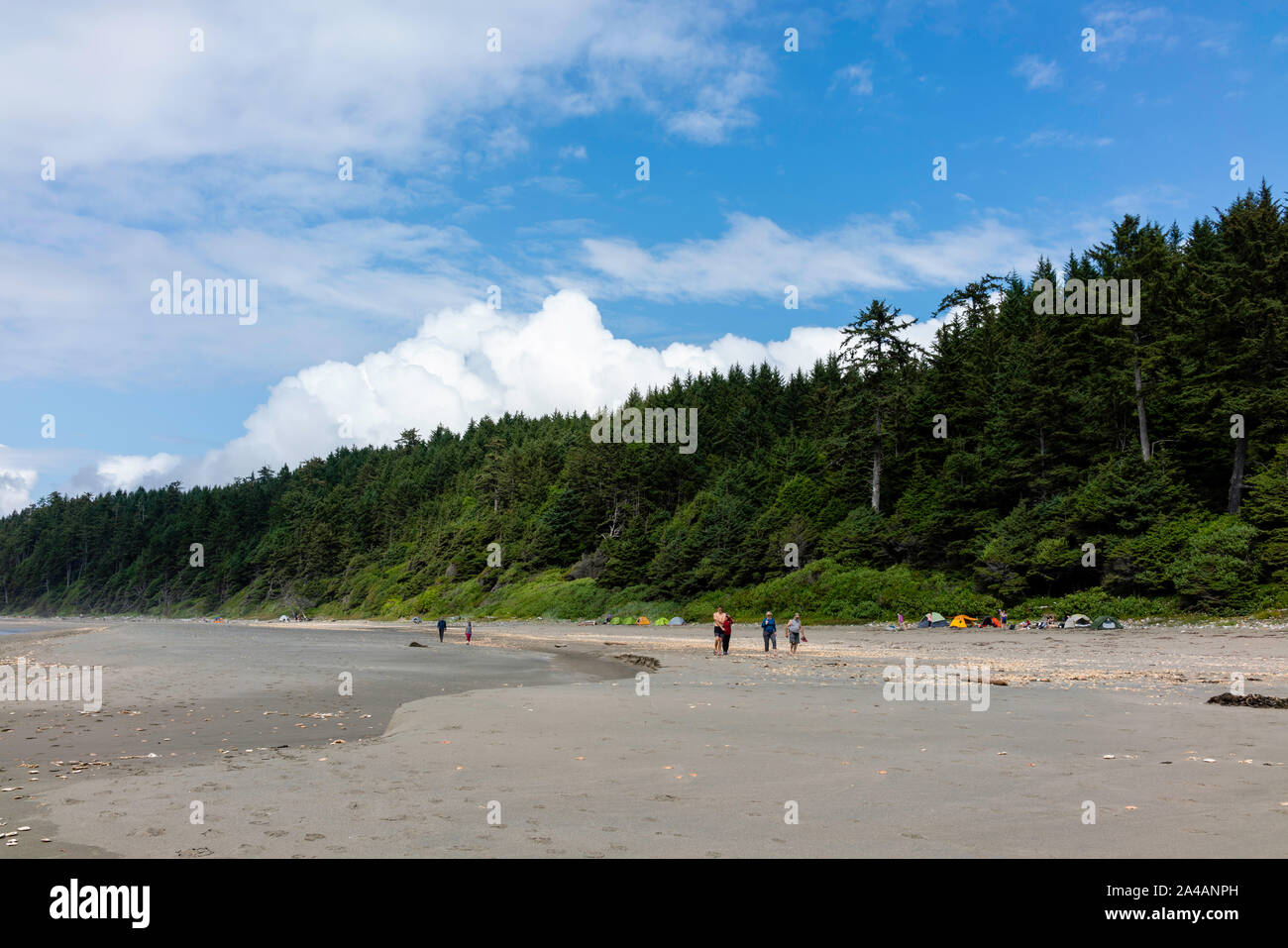 Shi Shi Beach, Olympic National Park, Washington, USA Stock Photo - Alamy