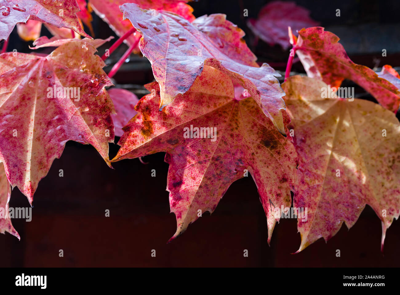 Virginia creeper leaves ( Parthenocissus quinquefolia) in autumn