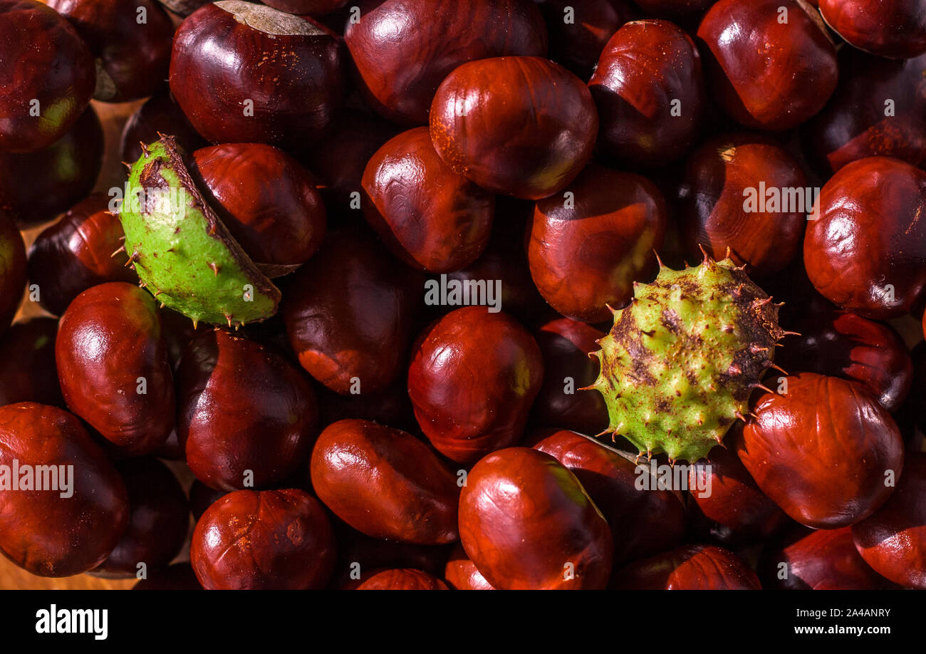 Background made of horse chestnuts seeds and horse chestnut seed shells Stock Photo Alamy