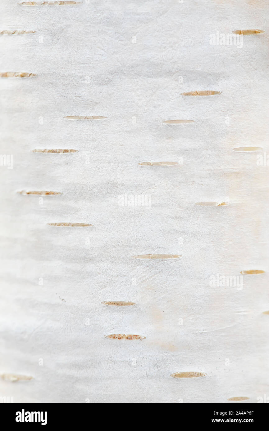 Texture of a birch bark of a young tree. Macro. Wallpaper. Close-up Stock  Photo - Alamy
