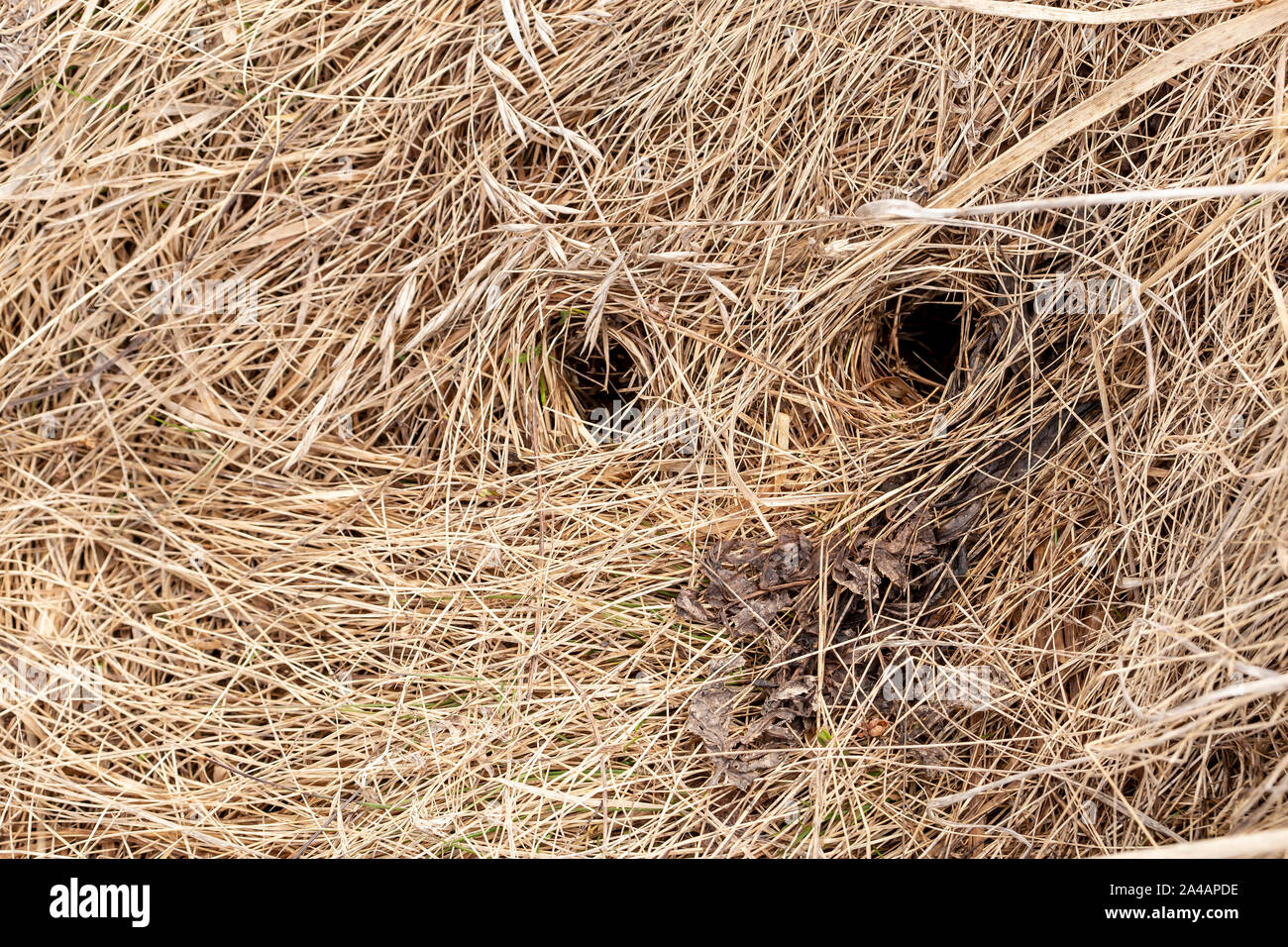 Field mouse burrow hires stock photography and images Alamy