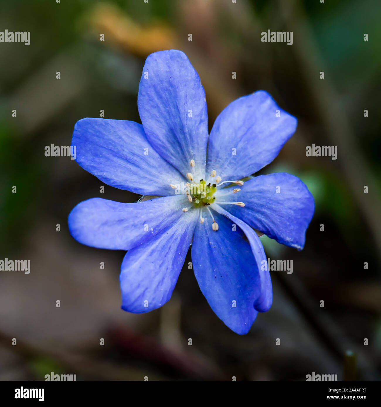 Beautiful blue flower Hepatica nobilis, in a spring sunny day. Macro ...