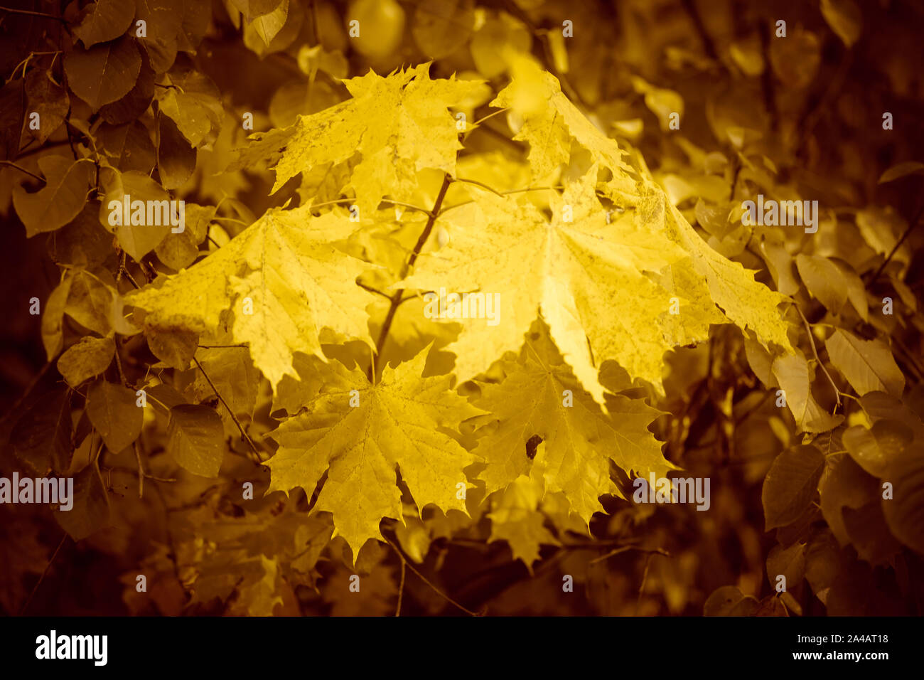 autumn maple tree branch with yellow leaves Stock Photo - Alamy
