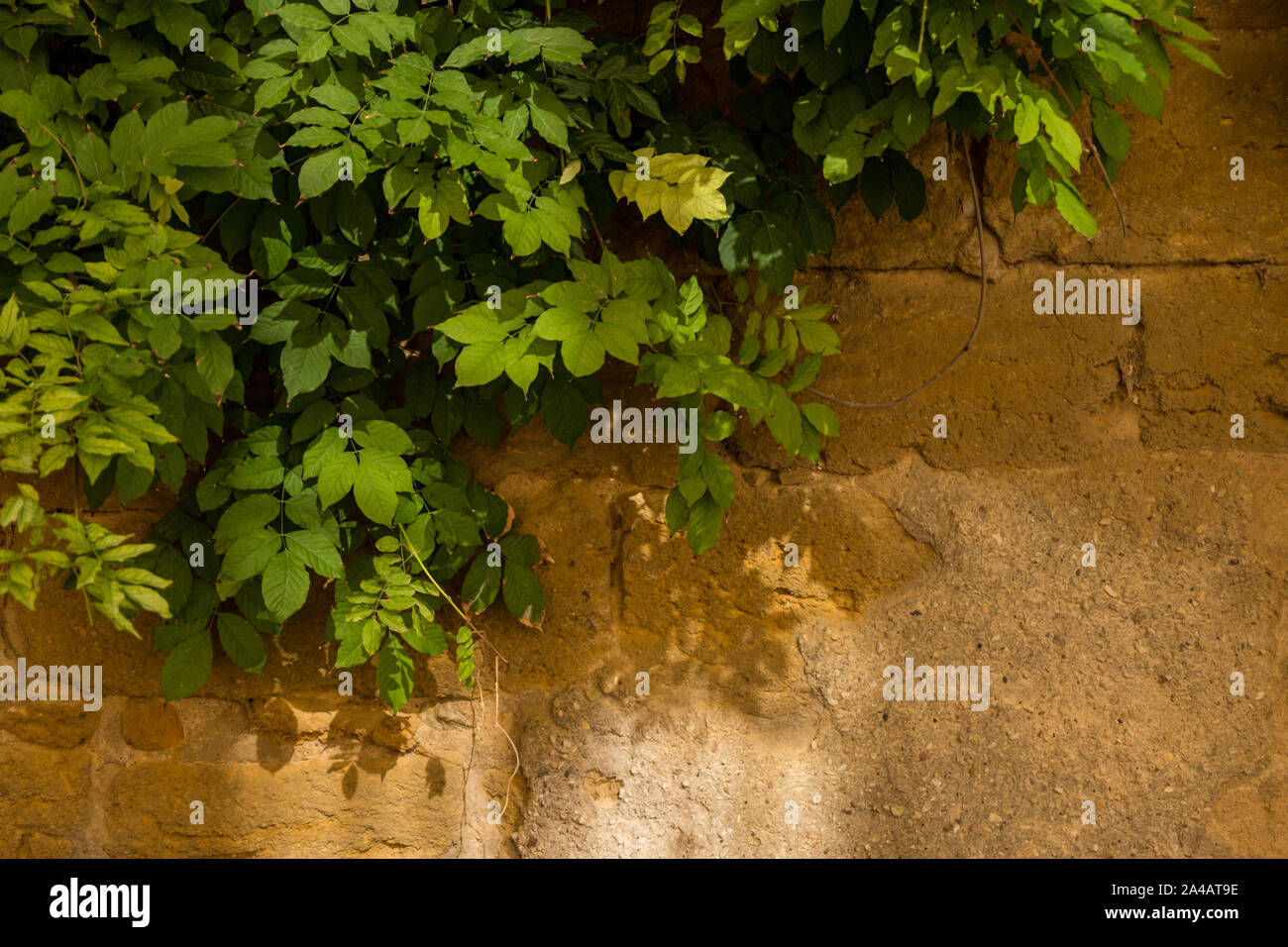 Old stone brick wall with green leafy plant, growing on it Stock Photo ...