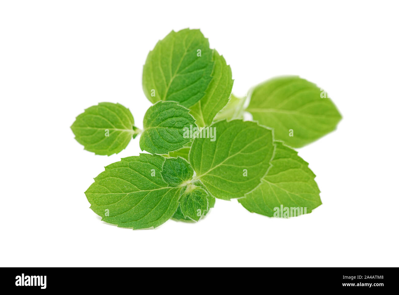 Fresh raw mint leaves isolated on white background Stock Photo