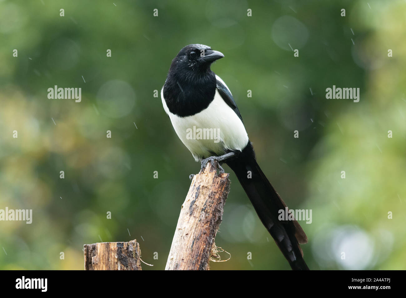 Magpie (Pica pica), a bird in the corvidae family, on a perch in the rain, UK Stock Photo