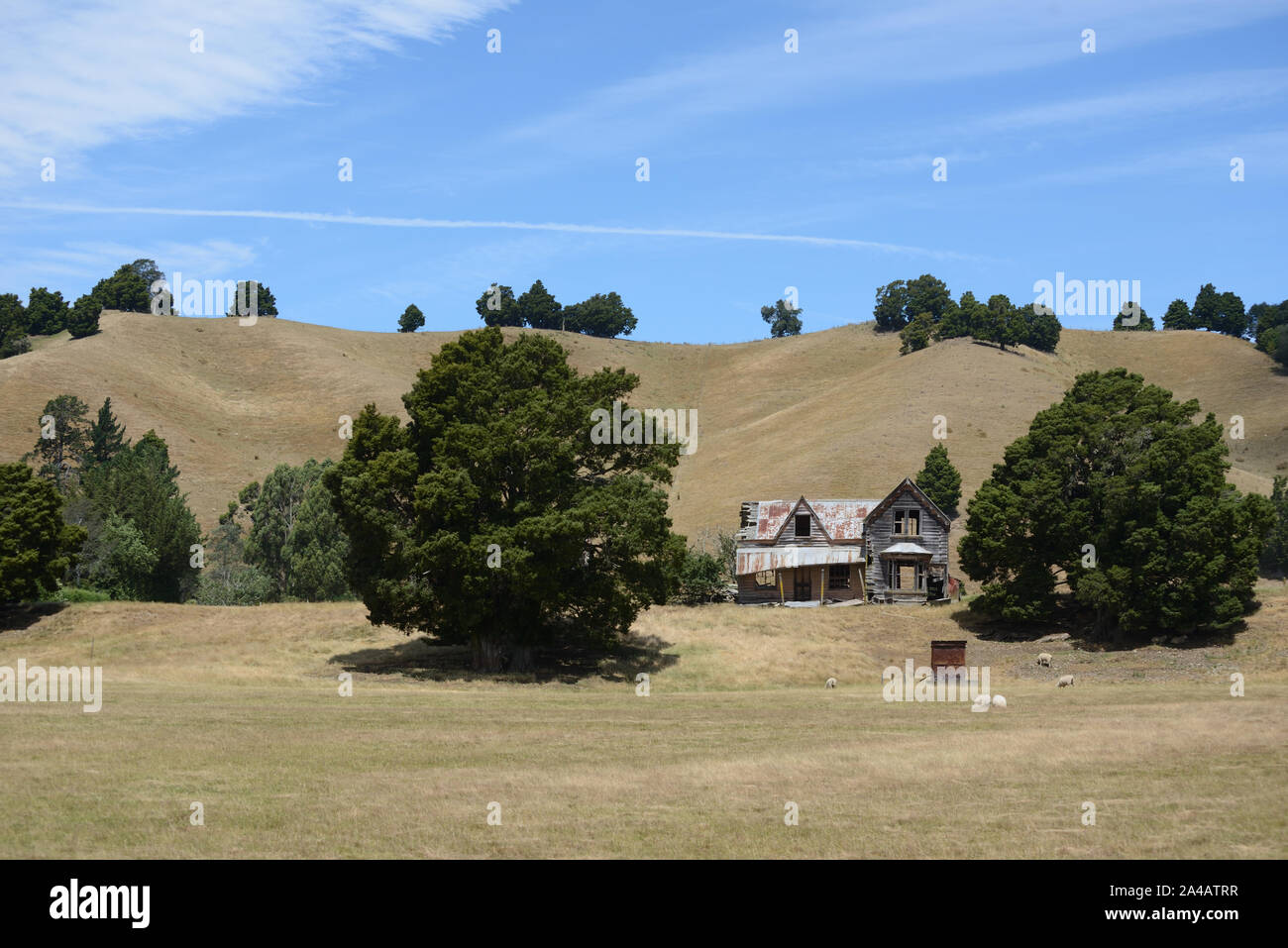 An abandoned farm homestead rests among large trees on a hillside in New Zealand Stock Photo