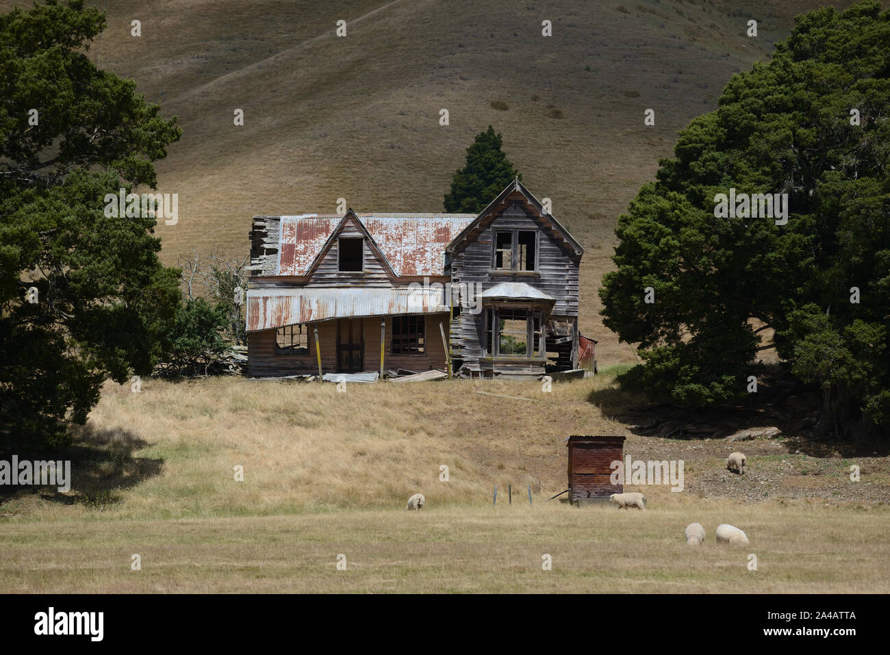 An abandoned farm homestead rests among large trees on a hillside in New Zealand Stock Photo