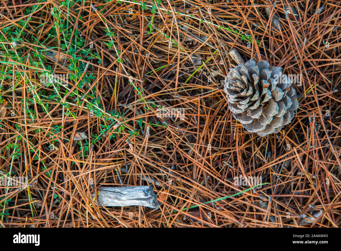 Pine cone Stock Photo