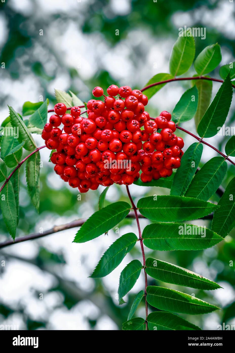 Red berries of the Mountain Ash Tree, Northwestern Ontario, Canada. Stock Photo