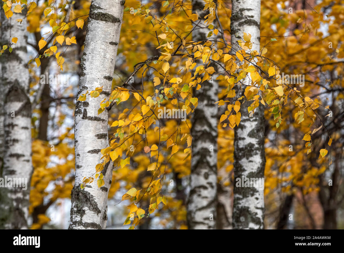 Russia birch trees hi-res stock photography and images - Alamy