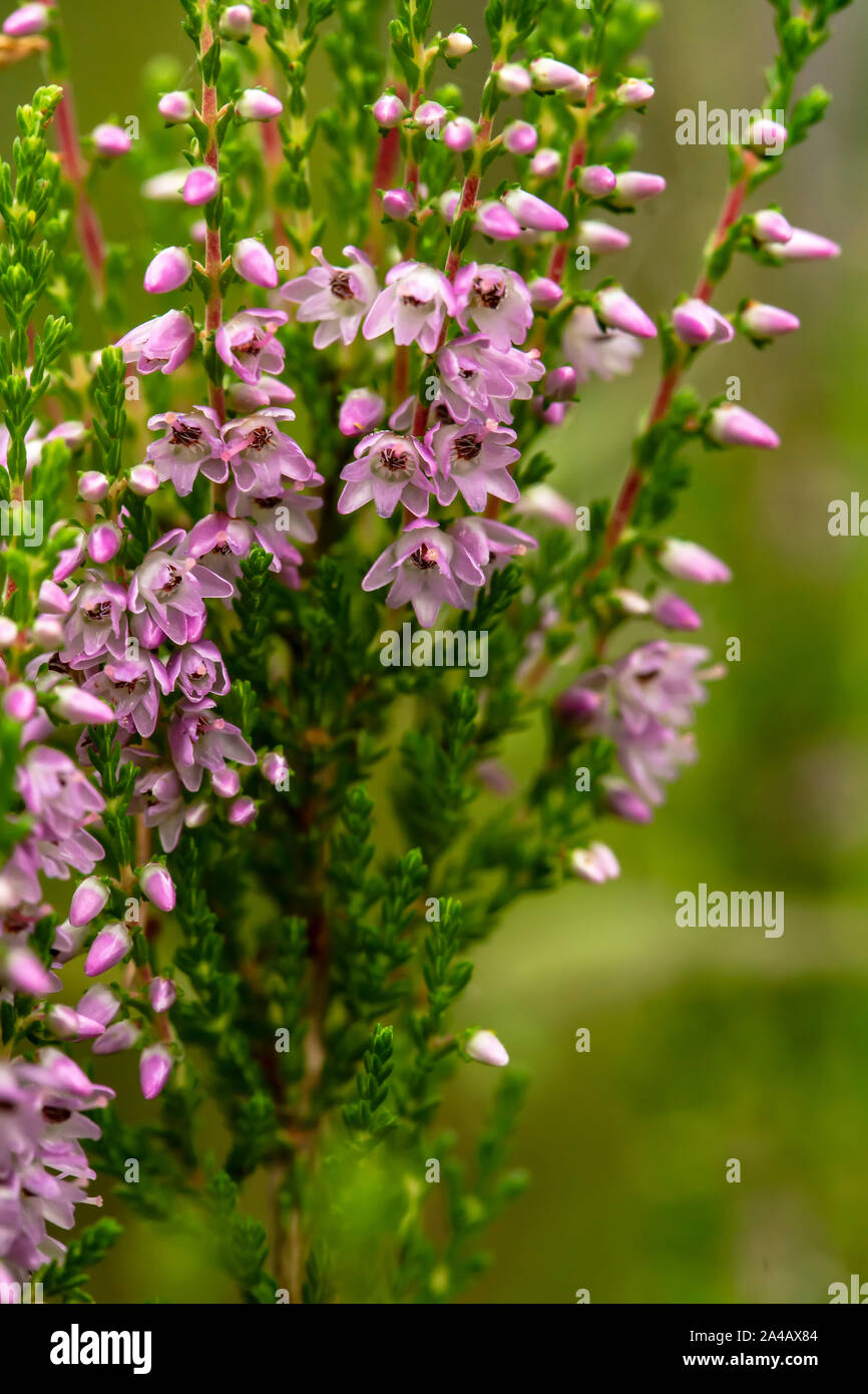 Beautiful, bright lilac-pink bunch of common heather (Calluna vulgaris), in the forest, on a blurred background of greenery. Close-up. Stock Photo