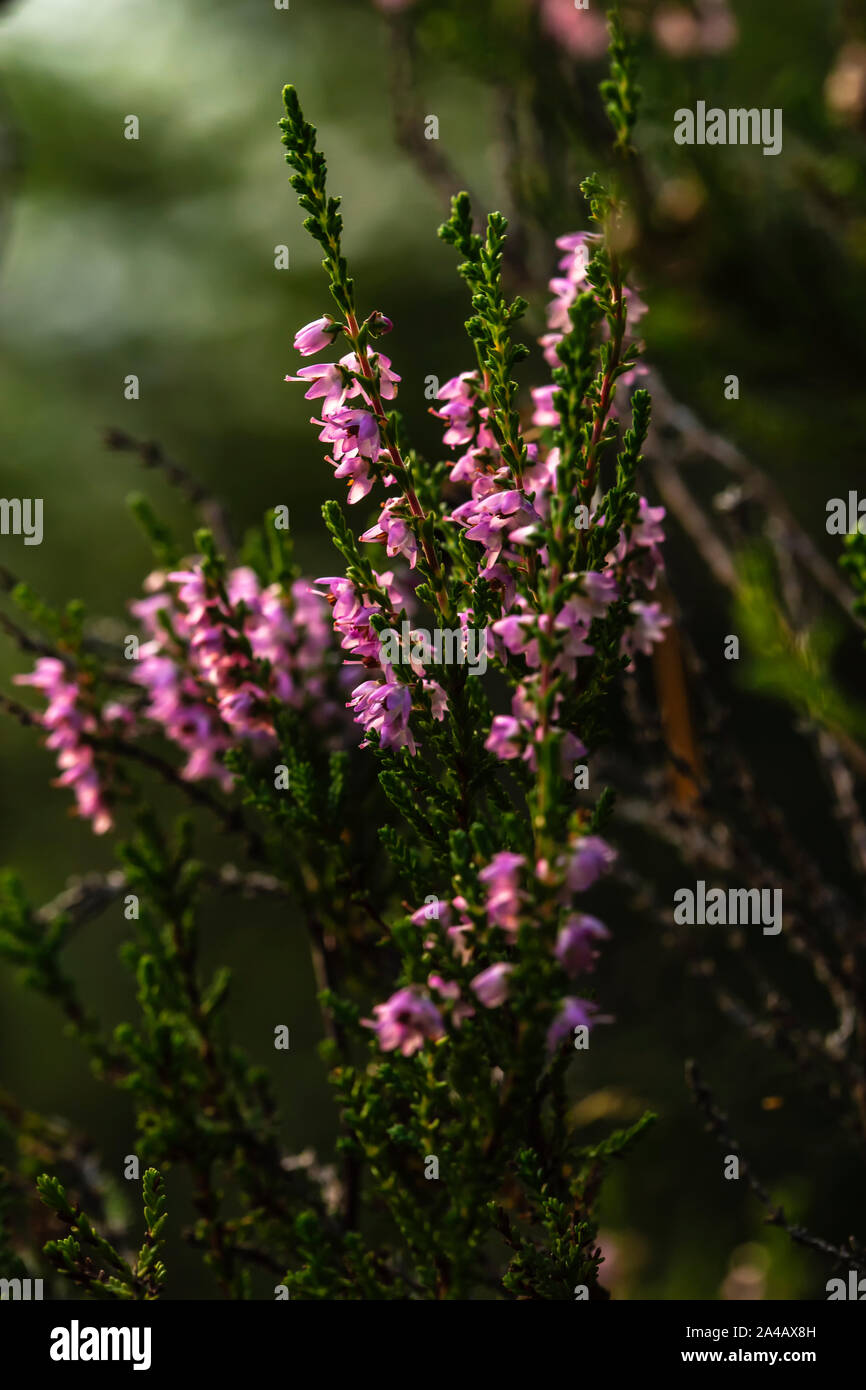 A beautiful, bright purple-pink bunch of common heather (Calluna vulgaris), in a magical evening forest, against a blurred background of greenery. Clo Stock Photo
