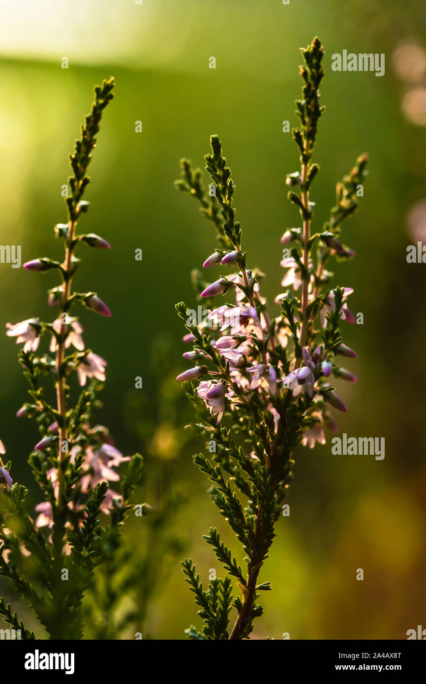 A beautiful, bright purple-pink bunch of common heather (Calluna vulgaris), in the backlight of the evening sunlight, against a blurred background of Stock Photo