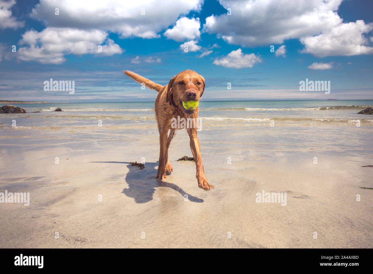 A beautiful, Yellow Labrador retriever dog carrying a toy ball in it's ...