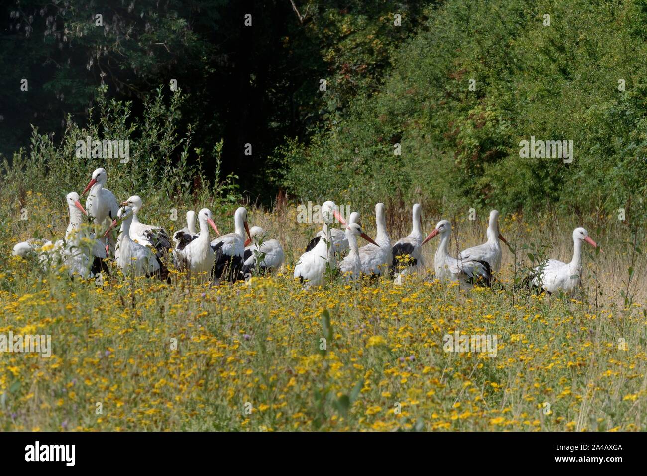 White stork (Ciconia ciconia) group within a large outdoor enclosure among Common Fleabane flowers ahead of release, Knepp Castle Estate, Sussex, UK. Stock Photo