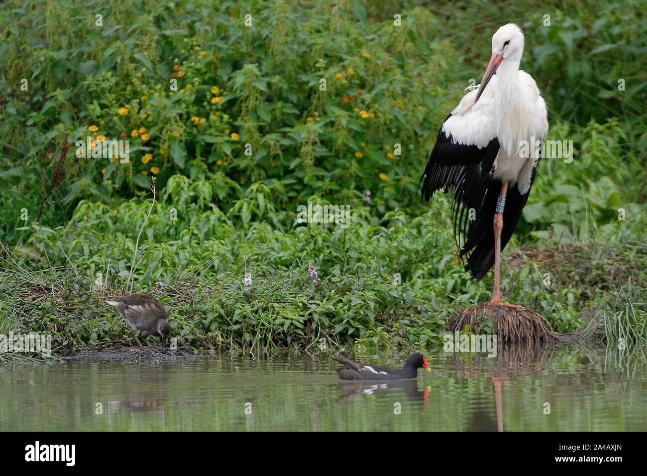 Captive reared White stork (Ciconia ciconia) resting on a pond margin soon after release, peering at Moorhens (Fulica chloropus), Knepp, Suusex, UK Stock Photo