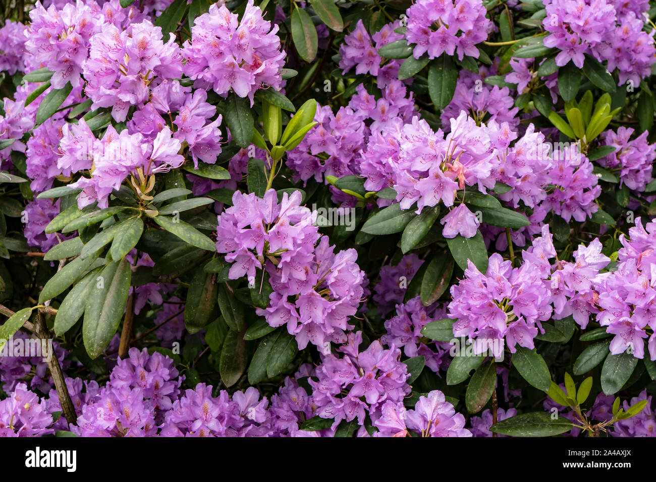 Evergreen shrub rhododendron blooms beautiful purple flowers. Close-up. Stock Photo