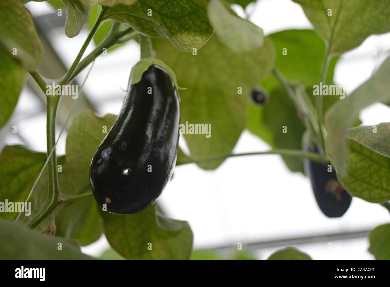 A commercial tunnelhouse growing eggplant, aubergine, or brinjal (Solanum melongena) for the wholesale market. Stock Photo