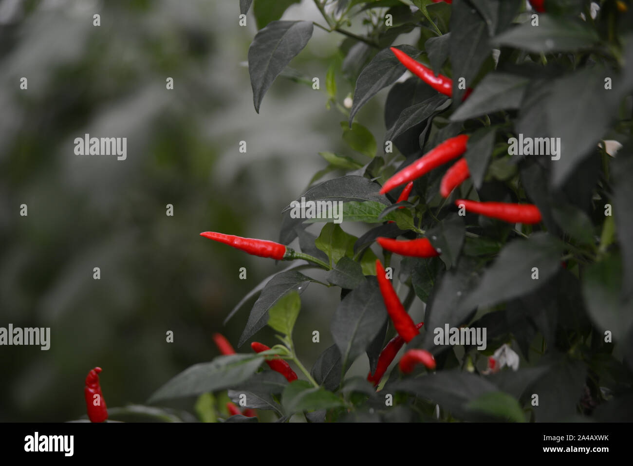 Fruit almost ready to harvest in a commercial tunnelhouse growing chilli peppers (Capsicum annuum) for the wholesale market. Stock Photo