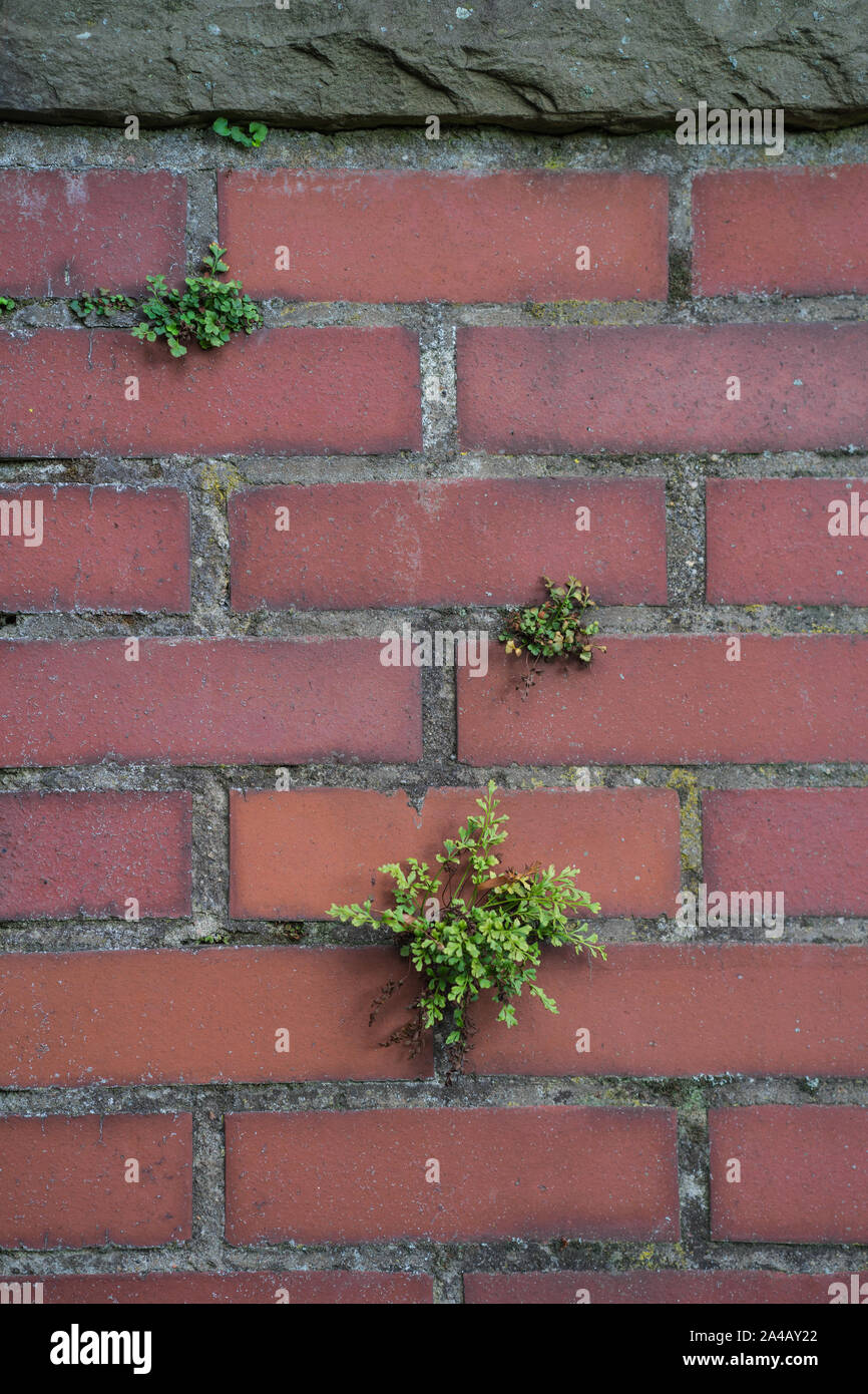 A brick wall with plants growing on it. Backgound and texture. Stock Photo
