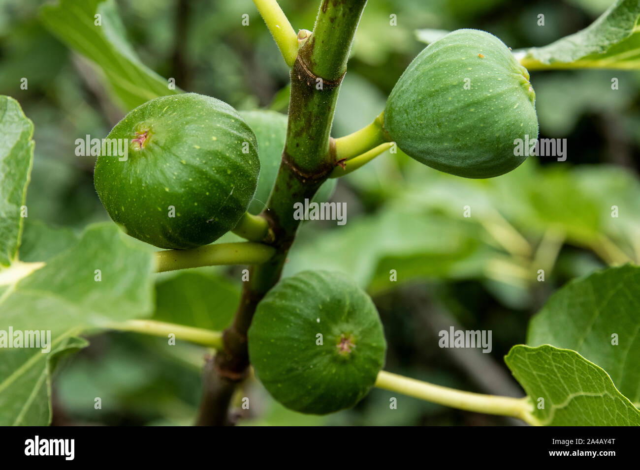 46/5000Green figs in the tree. Close up photography Stock Photo