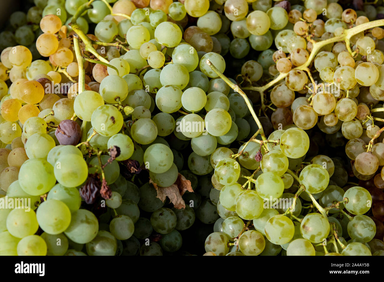 Clusters of white grapes collected from the vine to make wine. Stock Photo