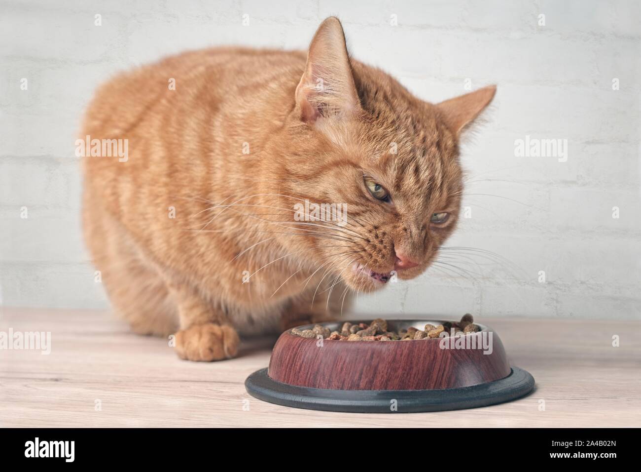 Funny ginger cat eating dry food from a food bowl. Stock Photo