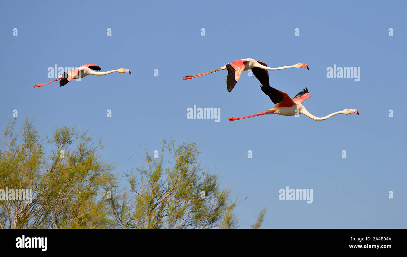 Flamingos in flight hi-res stock photography and images - Alamy
