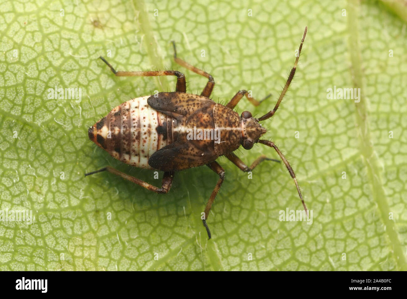 Dorsal view of Deraeocoris flavilinea nymph on underside of