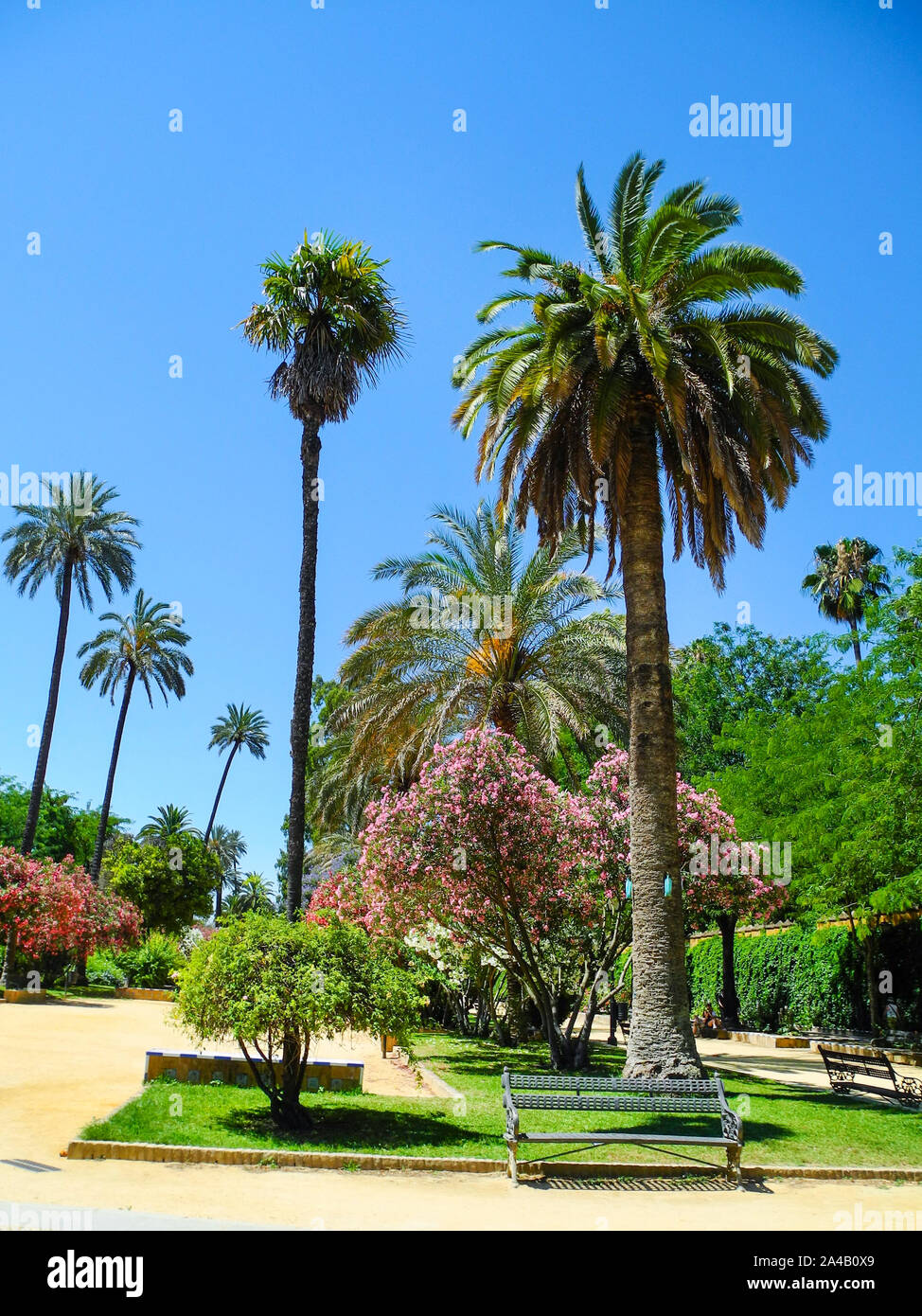 Alley palm trees bushes hi-res stock photography and images - Alamy