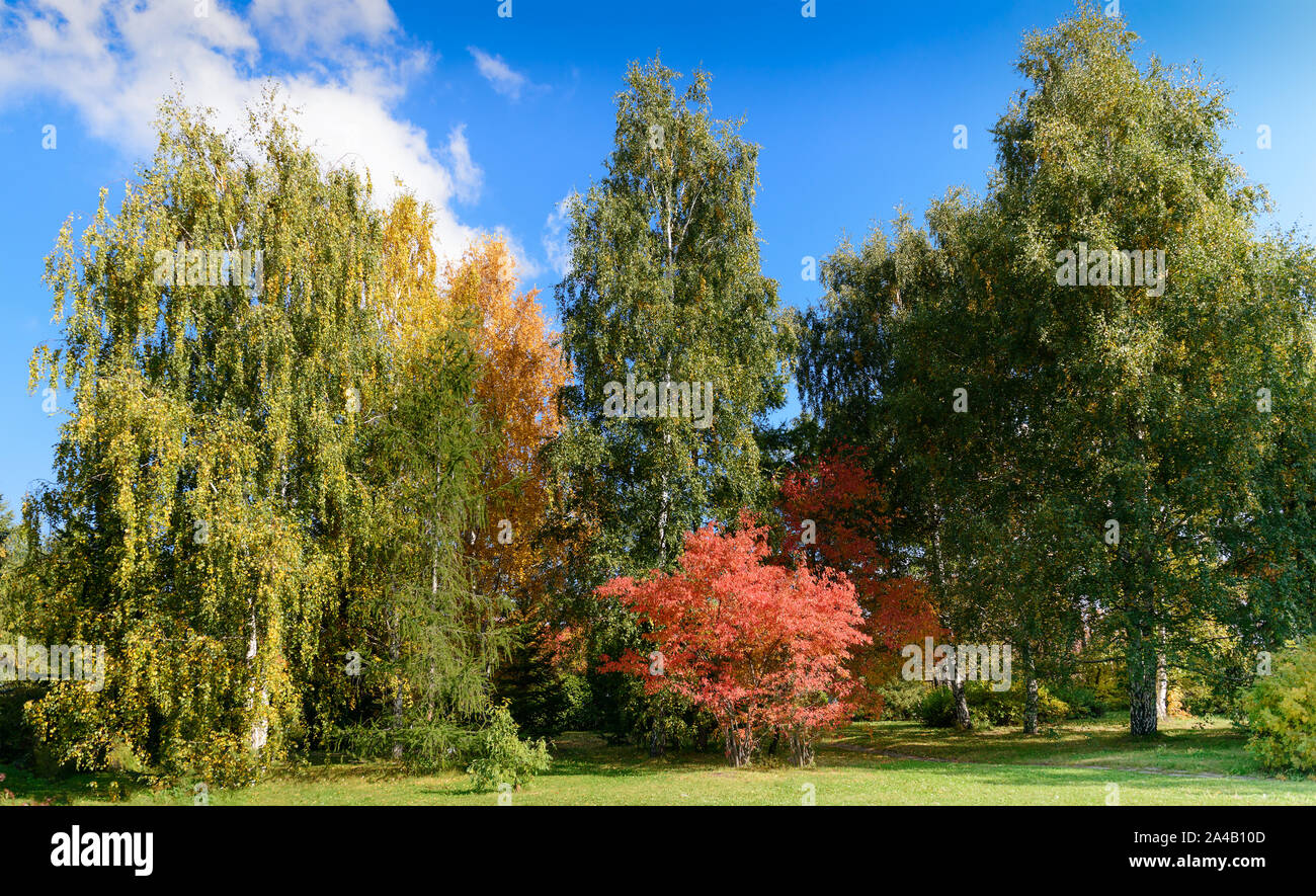 Fall autumn scene in park with yellow and red trees at sunny day Stock Photo