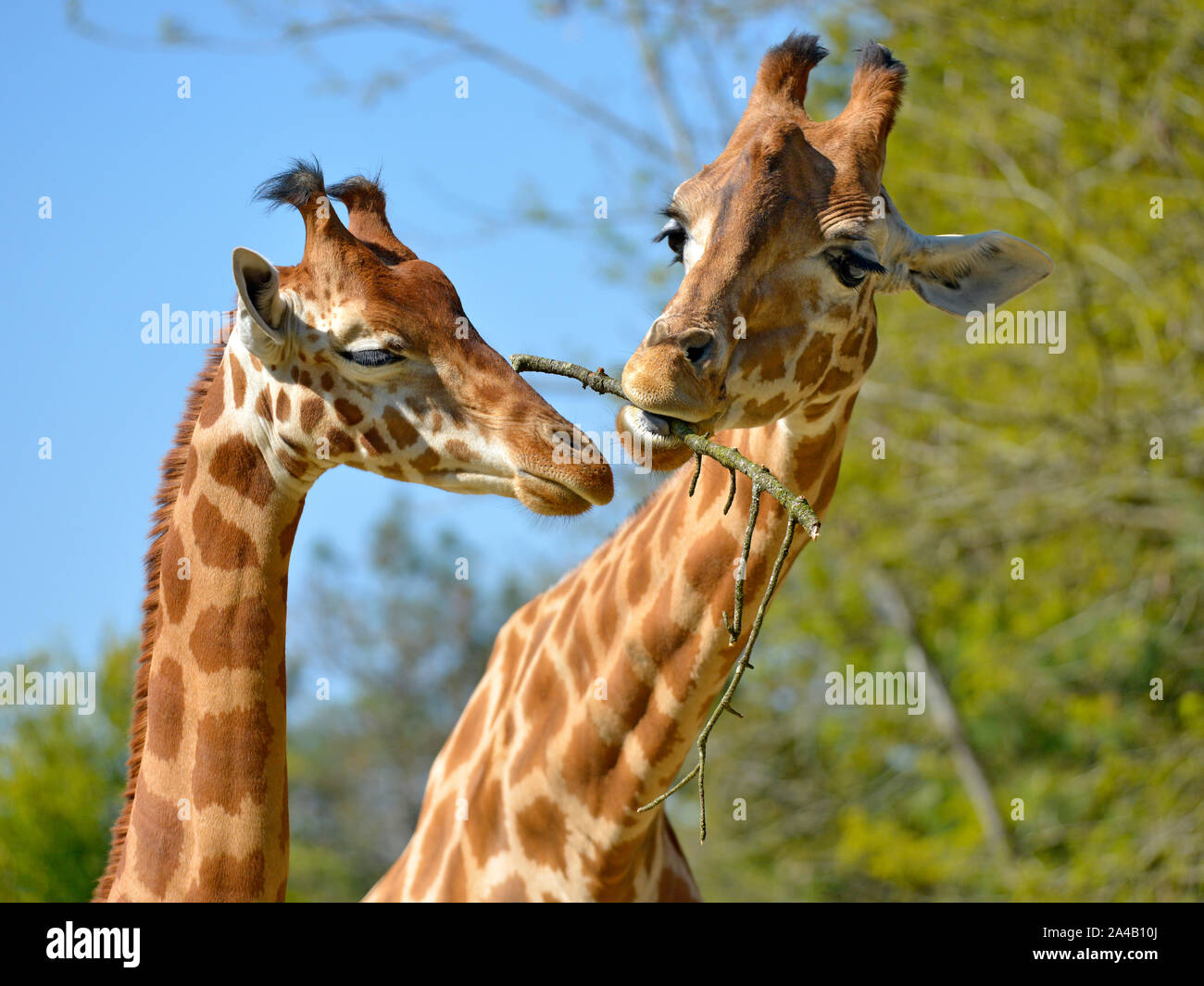 Closeup of two giraffes (Giraffa camelopardalis) eating a twig Stock Photo